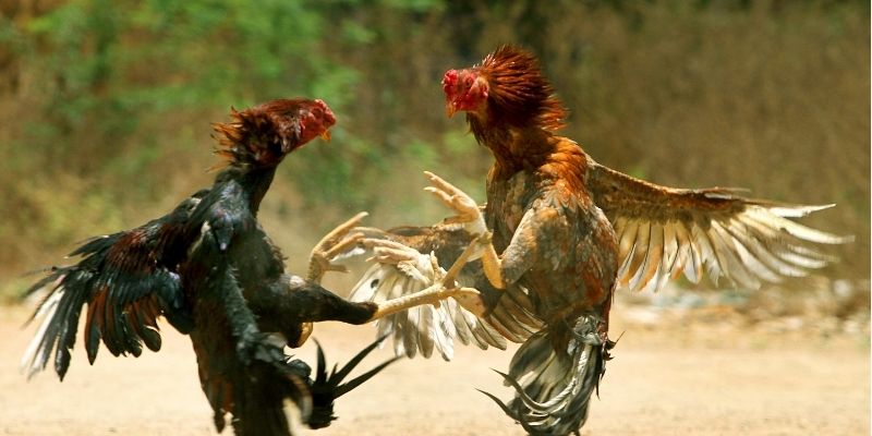 Đá Gà Cựa Sắt 8KBET – Sự Lựa Chọn Kịch Tính Người Chơi