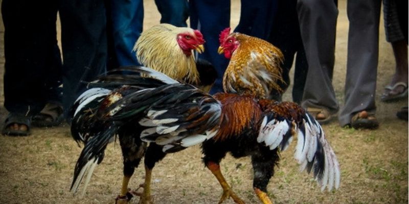 Đá Gà Thomo 8KBET – Trải Nghiệm Trường Gà Campuchia