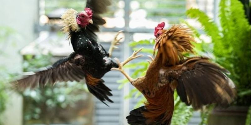 Đá Gà Trực Tiếp 8KBET – Trải Nghiệm Chọi Kê Kịch Tính