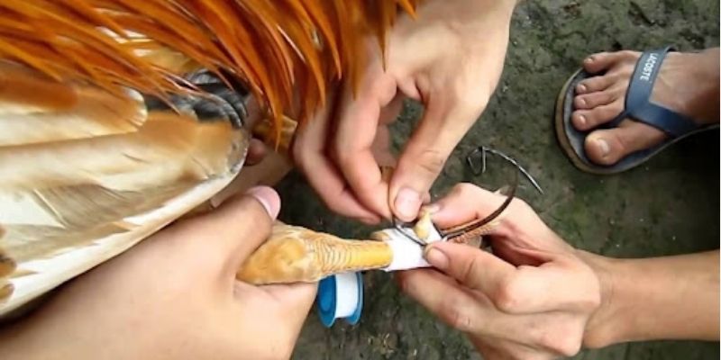 Lên Cựa Đá Gà – Kỹ Thuật Quan Trọng Trong Bộ Môn Đá Gà