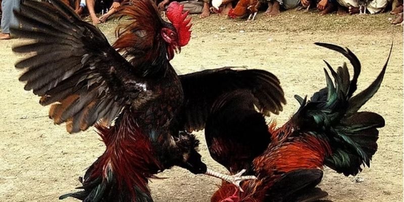 2 mẹo cược đấu gà Thomo bất bại