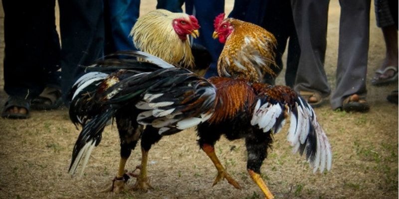 3 điểm đặc biệt tạo nên sức hút của chuyên mục