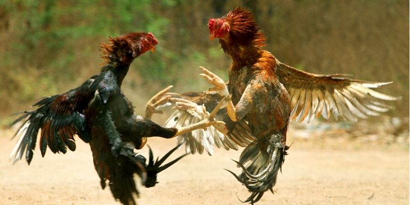 3 sảnh liên kết đá gà 8KBET ăn khách