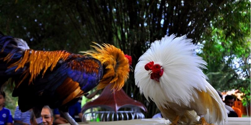 Chuyên mục đá gà 8KBET luôn được săn đón