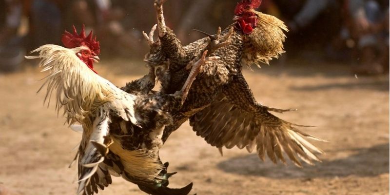 Đá gà cựa sắt 8KBET kịch tính từng phút giây