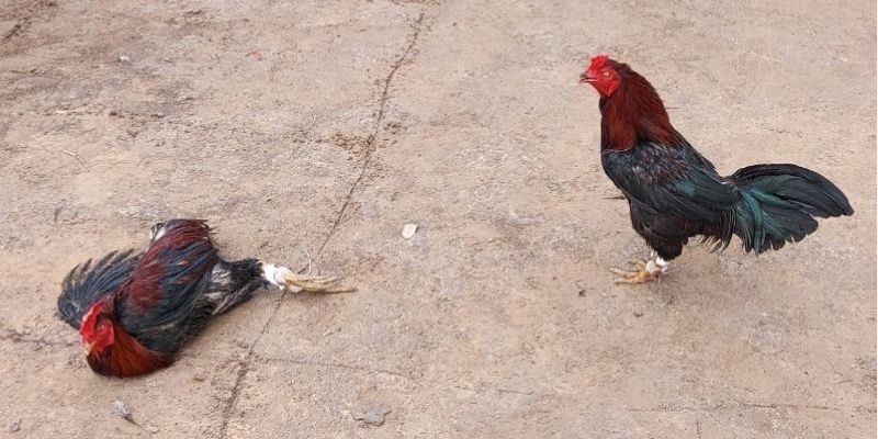 Đá gà Thomo 8KBET cá cược kịch tính, máu lửa
