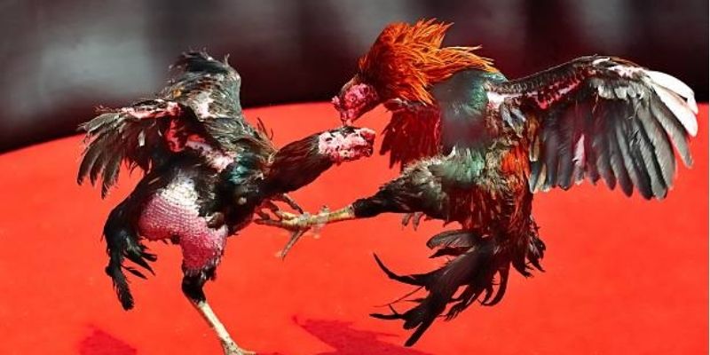 Đá gà trực tiếp 8KBET giải trí minh bạch