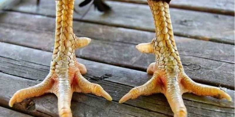 Lên cựa đá gà chuẩn tăng thêm sức chiến đấu