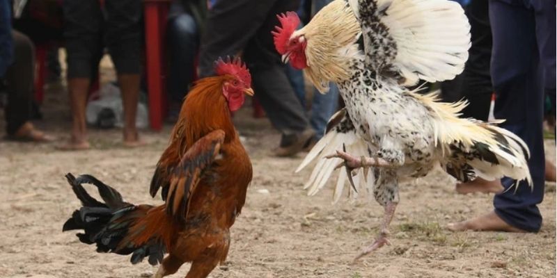 Quy tắc thi đấu cơ bản trong đấu gà cựa sắt